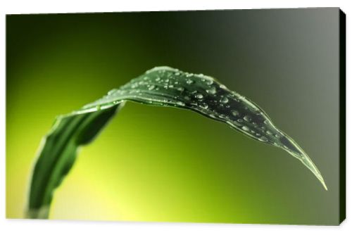 plant leaf with water drops