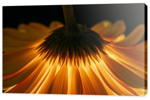 beautiful gerbera flower isolated on black