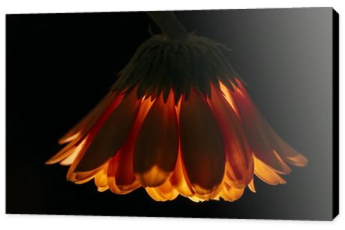 beautiful gerbera flower isolated on black