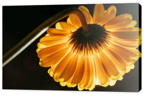 beautiful gerbera flower isolated on black