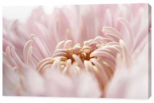 close up view of pink chrysanthemum isolated on white