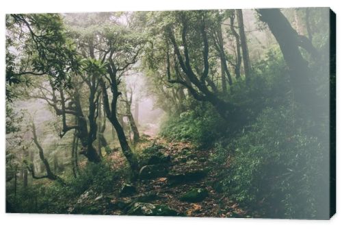 beautiful majestic trees and rocky trail in Indian Himalayas, Dharamsala, Baksu