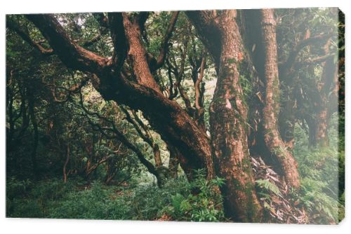 majestic trees growing in Indian Himalayas, Dharamsala, Baksu 