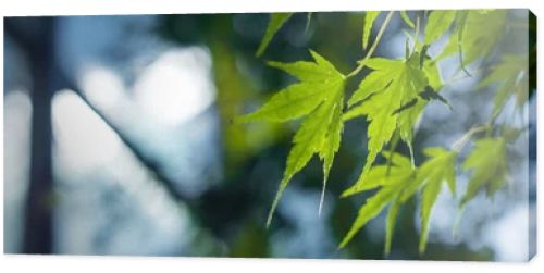 Close up view of green maple leaves, panoramic shot