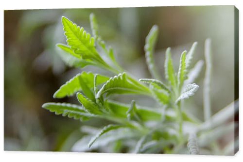 green leaves in the garden