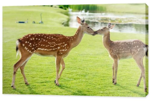 beautiful deer in park