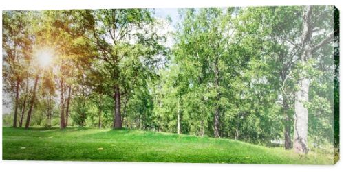 Beautiful forest background