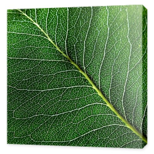 Macro photo of dark green leaf. Natural pattern of leaf vein as a background for your ideas. Top view