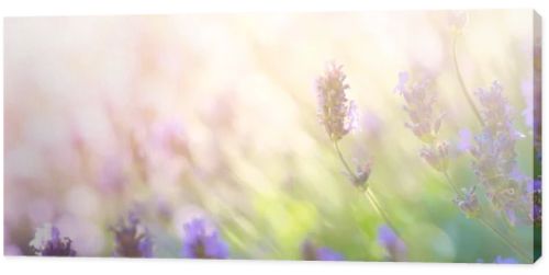 Summer floral landscape  beautiful summer lavender flower against evening sunny sky  nature landscape background.