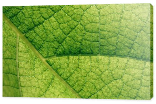 macro texture of natural green leaf 