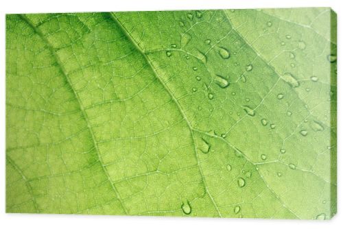 macro texture of green leaf with water drops 