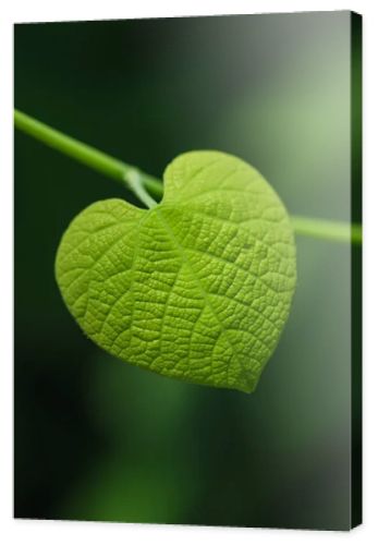 Heart shaped leaf on blurred green background