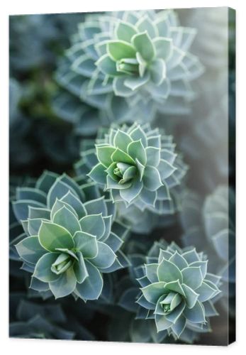 selective focus of beautiful succulents in park