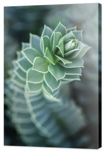 close up of beautiful succulent with blurred background