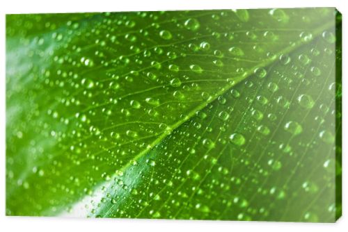 close up view of green leaf with water drops 