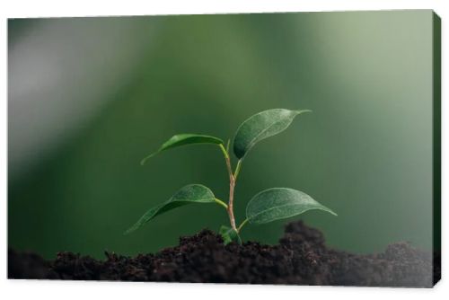 close up of young green plant in ground on blurred background, earth day concept