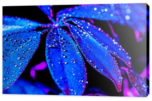 toned image of blue schefflera leaf with drops, on black