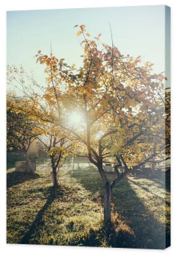 sun shining through autumnal golden tree in garden in Vorokhta, Carpathians, Ukraine