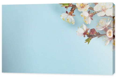 close up of tree branch with blossoming white flowers on blue background