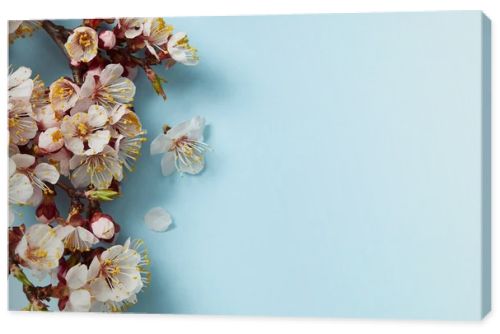 top view of tree branch with blossoming spring flowers on blue background