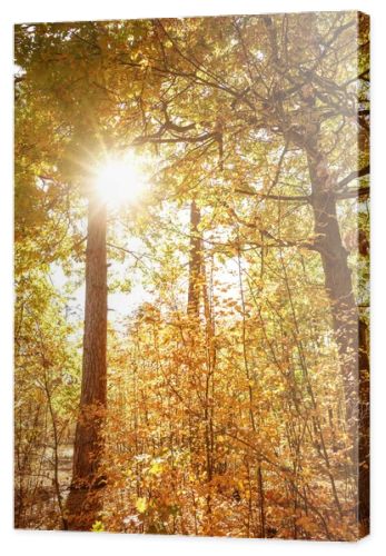 sun, trees with yellow and green leaves in autumnal park at day 