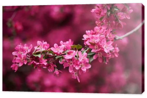 close-up view of beautiful bright pink almond flowers on branch 