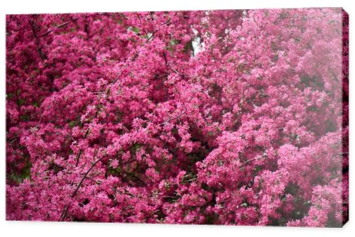 beautiful bright pink almond flowers on branches