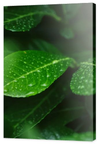 selective focus of green leaves with water drops after rain