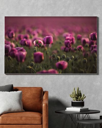 Field of lilac Poppy Flowers on sunset in early Summer