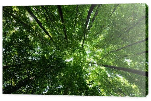 bottom view of trees with green and fresh leaves in summertime 