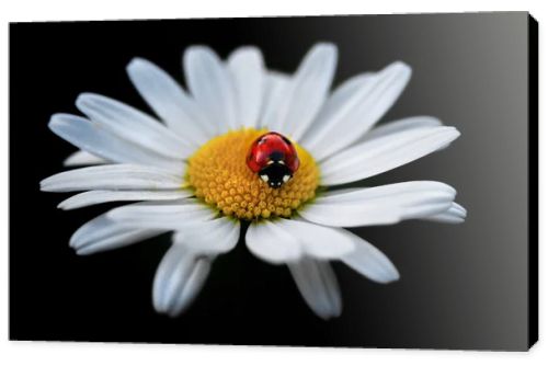 Ladybug on a camomile flower .