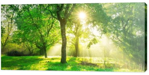 Green forest background with morning sunrise in spring season. Nature landscape.