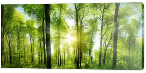 Extra wide panorama of an amazing scenic forest with fresh green beech trees and the sun casting its rays of light through the foliage