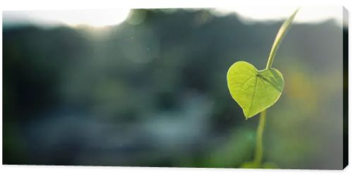 Green heart leaf in nature background