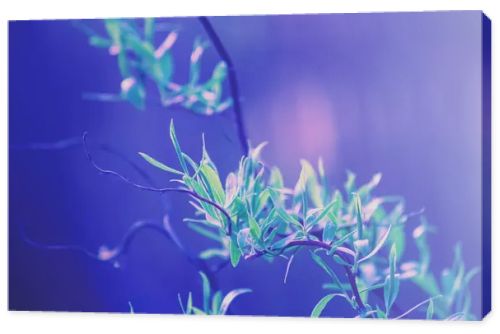 Young leaves on the bush in early spring