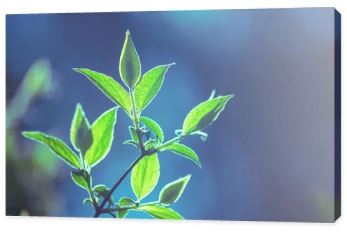 Branches of Willow tree with young leaves in early spring. Spring leaves of tree forest or garden, foliage bokeh. Blue green vintage color. Nature background