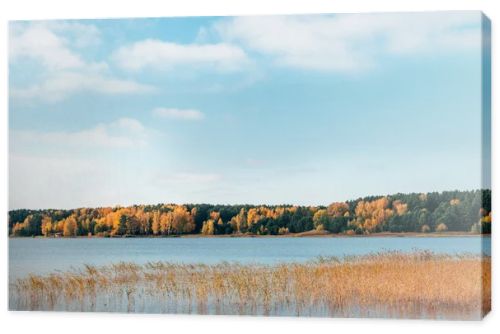 Autumn shores of lake near Ob river, Novosibirsk, Siberia, Russia with picturesque golden forest on opposite shore. Perfect sunny day with clear blue sky