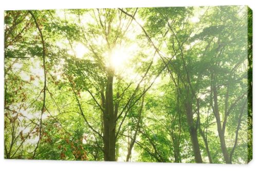 beautiful view of green trees. nature background