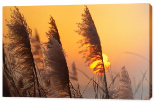 sunset in the field