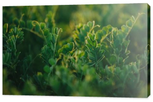 Pea field at sunset close-up.