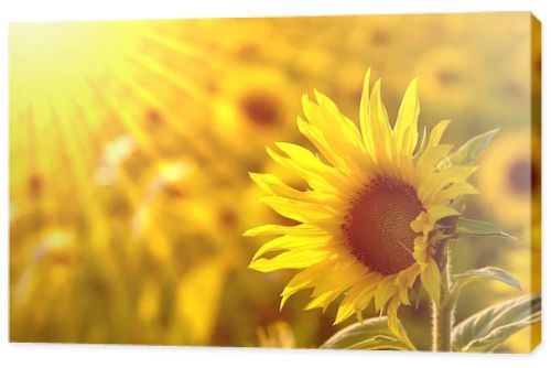 Sunflower in the field