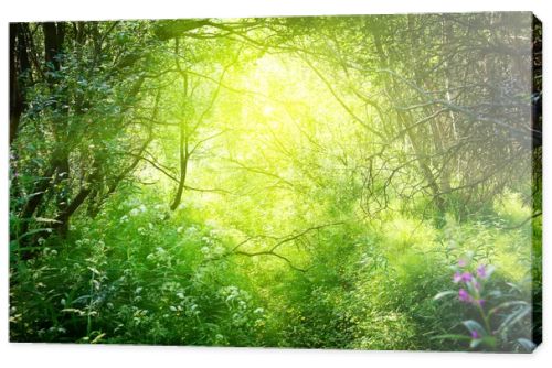 Sunny day in deep forest