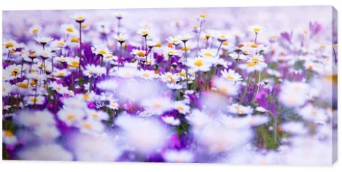 Daisy field