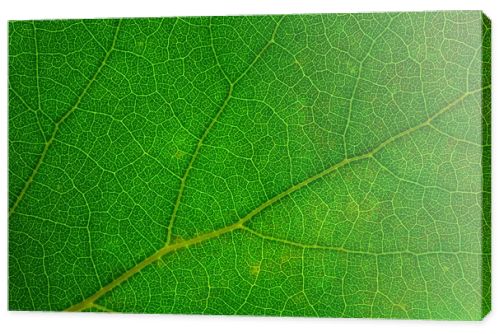 Leaf