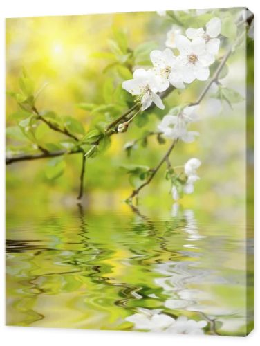 Spring flowers