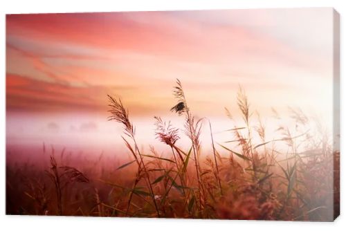 Foggy Landscape. Early Morning Mist