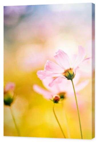Pink flower