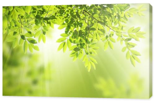 Green leaves background