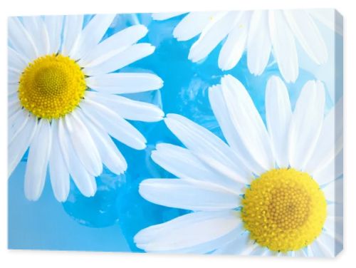 Beautiful Chamomiles on Water