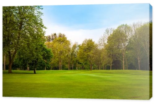 Beautiful summer landscape. green field and trees